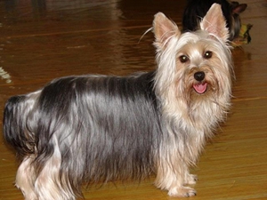 絲毛梗怎么預(yù)防中暑 絲毛梗中暑預(yù)防方法