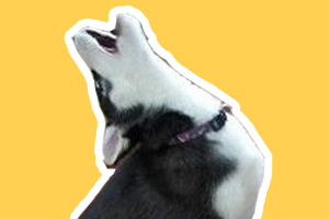 狗叫個不停怎么辦