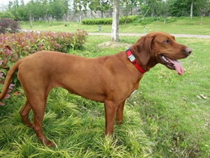 紅骨獵浣熊犬得了鼻炎怎么辦 鼻炎治療方法