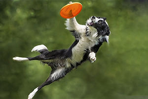 怎么訓(xùn)練小狗接飛盤