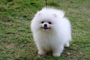 博美狗狗怎么訓(xùn)練大小便