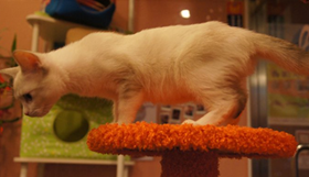 雪鞋貓抽搐怎么回事 抽搐原因介紹