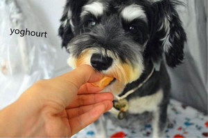 狗狗護食怎么糾正