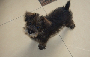 怎么治療凱恩梗胃腸炎 凱恩梗胃腸炎治療方法