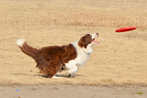 邊境牧羊犬怎么訓(xùn)練接飛盤