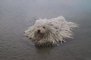 波利犬怎么驅(qū)蟲 波利犬驅(qū)蟲方法