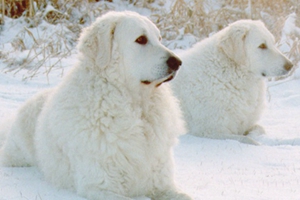 庫瓦茲犬身上有細菌怎么辦 庫瓦茲犬細菌處理方法