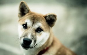 狗狗太瘦怎么增肥 狗狗增肥食譜