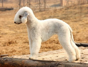 貝靈頓梗腸胃炎癥狀有哪些 貝靈頓梗腸胃炎治療預(yù)防方法