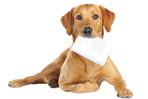 如何訓(xùn)狗不咬人