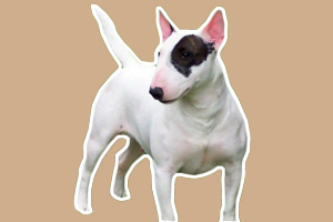 牛頭梗打架怎么辦