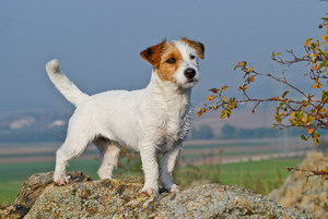 杰克羅素梗腸胃炎癥狀有哪些 杰克羅素梗腸胃炎治療方法