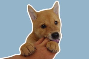 怎樣訓(xùn)狗不咬人