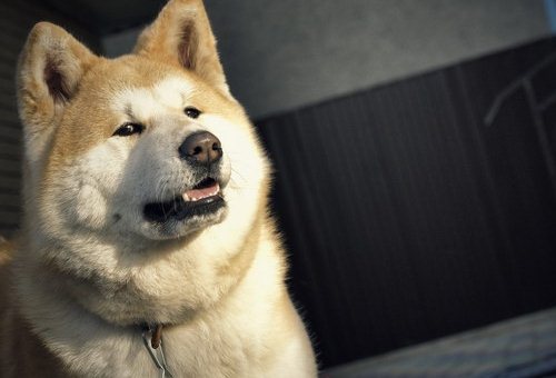 秋田犬掉毛厲害嗎 秋田犬掉毛程度介紹