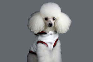 貴賓犬訓(xùn)練坐下怎么教