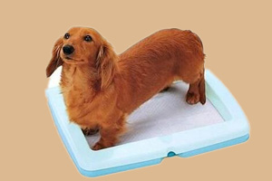 寵物狗怎樣訓(xùn)大小便