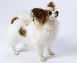 蝴蝶犬幼犬怎么養(yǎng) 蝴蝶犬飼養(yǎng)注意事項(xiàng)