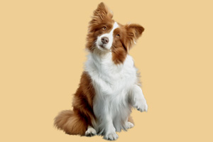 如何訓(xùn)練狗狗聽話