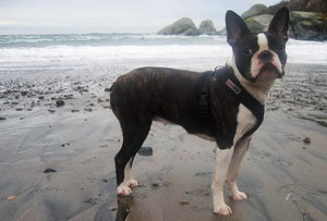 波士頓梗嘔吐怎么治療 波士頓梗嘔吐治療方法