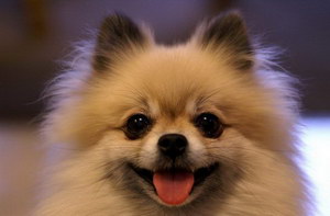 博美犬怎么養(yǎng) 博美犬飼養(yǎng)方法和注意事項(xiàng)