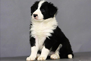 邊境牧羊犬怎么訓(xùn)練坐下