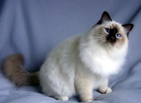 雪鞋貓不吃東西怎么辦 雪鞋貓食欲不振解決辦法