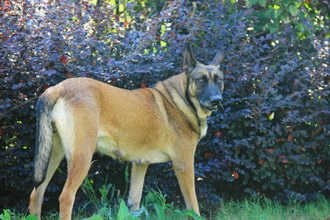 馬里努阿犬有牙結(jié)石怎么辦 馬里努阿犬牙結(jié)石預(yù)防治療方法