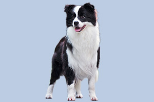 邊境牧羊犬怎么訓練大小便