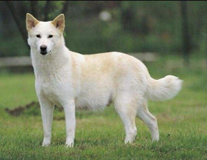 卡南犬怎么驅(qū)蟲(chóng) 卡南犬驅(qū)蟲(chóng)方法