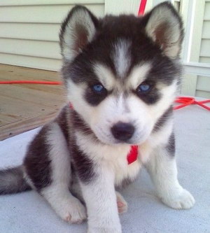 狗狗幾個月?lián)Q牙 狗狗什么時候換牙