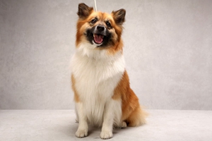 冰島牧羊犬消化不良怎么辦 冰島牧羊犬消化不良解決辦法