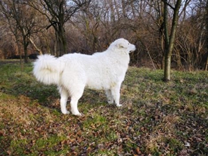 庫(kù)瓦茲犬嘔吐發(fā)抖怎么回事 嘔吐發(fā)抖原因介紹