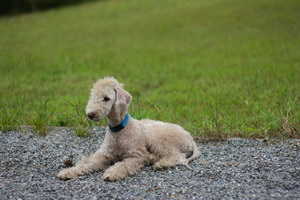貝靈頓梗感冒吃什么藥好 貝靈頓梗感冒的癥狀及治療方法