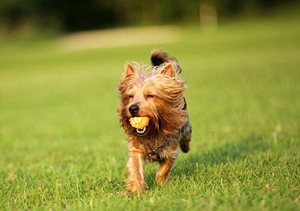 澳大利亞梗身上有跳蚤怎么辦 澳洲梗跳蚤消滅方法