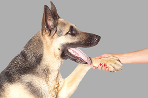 德國(guó)牧羊犬訓(xùn)練握手教程