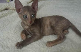 拉邦貓為什么睡覺打呼嚕 拉邦貓睡覺打呼嚕原因