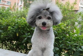 狗狗缺鈣的癥狀是什么?狗狗缺鈣的原因有哪些?怎么調(diào)養(yǎng)?