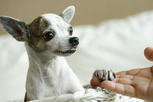 怎么訓(xùn)練小狗握手