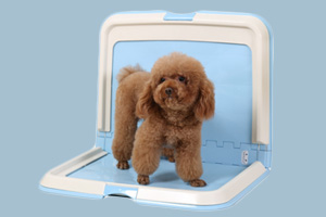 怎樣訓狗上廁所