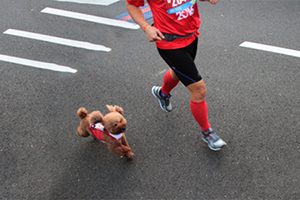 怎么訓(xùn)練狗隨行