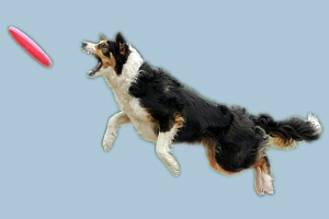 如何教狗接飛盤(pán)