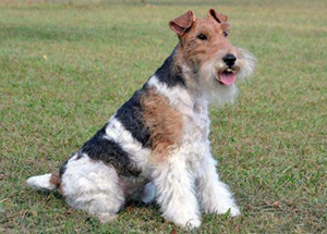 剛毛獵狐?？诔粼趺崔k 剛毛獵狐?？诔艚鉀Q辦法