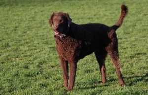 卷毛尋回犬拉稀怎么辦 卷毛尋回犬拉肚子解決方法