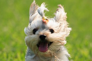 小狗在家瘋跑怎么回事