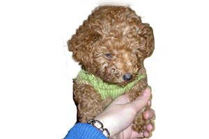 貴賓犬訓(xùn)練握手用什么方法