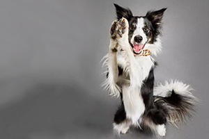 邊境牧羊犬怎么訓練作揖