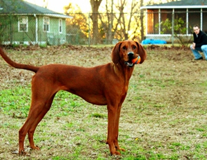 紅骨獵浣熊犬得了風(fēng)濕病怎么辦 風(fēng)濕病治療方法