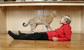 熱帶草原貓尿道炎如何治療 尿道炎治療方法