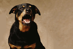 怎么訓練狗護主