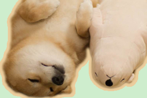 如何訓(xùn)練狗裝死